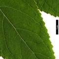 SpeciesSub: subsp. aspera